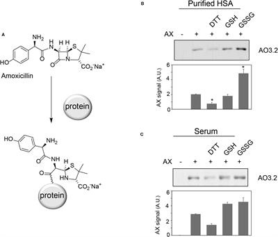 Amoxicillin Inactivation by Thiol-Catalyzed Cyclization Reduces Protein Haptenation and Antibacterial Potency